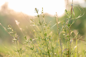 Green grass in the field with sunbeams
