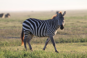 samotna zebra na tle afrykańskiej równiny serengeti