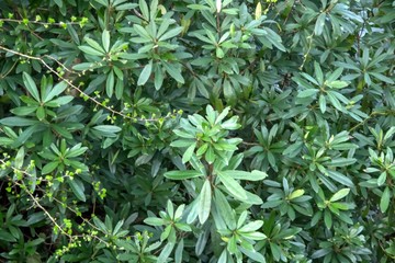 Natural Surroundings & landscaping