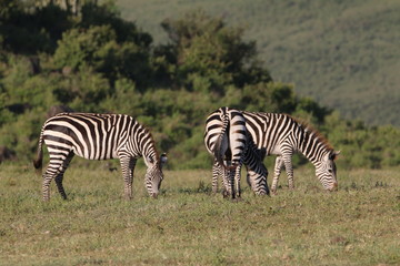 Obraz na płótnie Canvas stado zebr wypasających się na równinie w naturalnym środowisku
