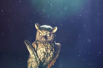 Fotobehang gold owl figure dust  © jonicartoon