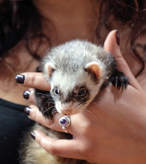 Fototapeta na wymiar ferret sitting in a woman's hand looks curiously at the approaching people
