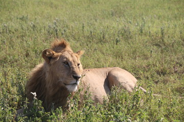 młody lew afrykański leżący w trawie na parku serengeti