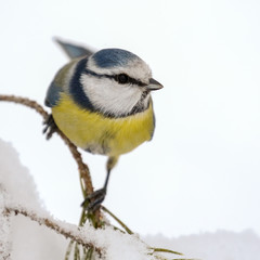 Blue tit
