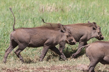 stado guźców z podniesionyi ogonami idące przez trawy w parku serengeti