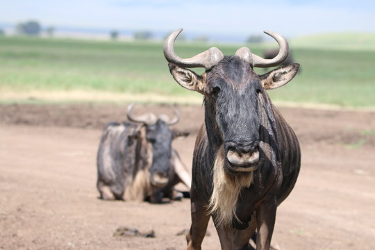 Fototapeta antylopy gnu w trawie w naturalnym środowisku