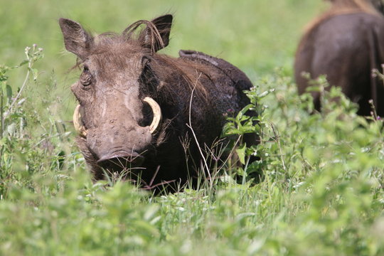 Fototapeta guziec wśród traw na wielkiej równinie afrykańskiej w parku serengeti