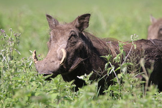 Fototapeta guziec wśród traw na wielkiej równinie afrykańskiej w parku serengeti