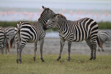 Fototapeta na wymiar stado zebr wypasających się na równinie w naturalnym środowisku