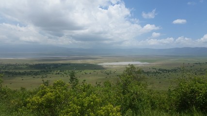 wielka równina afrykańska serengeti w bujnej zieleni po porze deszczowej - obrazy, fototapety, plakaty