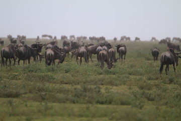 antylopy gnu w trawie w naturalnym środowisku