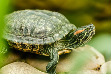 Baby turtle walking on grass.