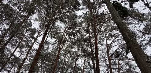 In the middle of woods.