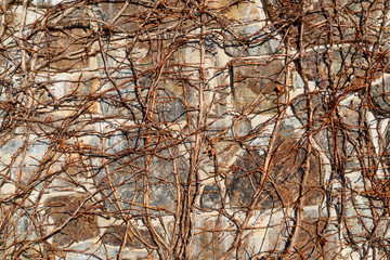 Fototapeta premium Old stone wall surface with browned vines