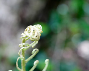 Fern growing