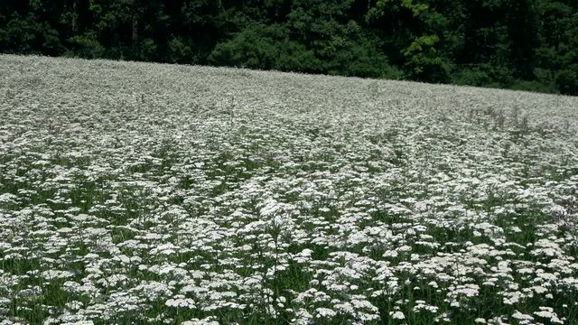 Schafgarben-Feld
