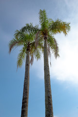 palm trees against blue sky