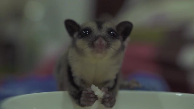 Close up sugar glider eating feed from bowl. Sugar possum eating shrimp while feeding in home. Exotic home pets. Wild marsupial animal in home.