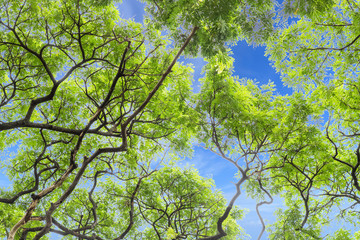 Tree leaves canopy and sky backgound
