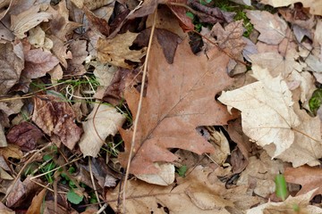 A pile of colorful autumn leaves on the ground.