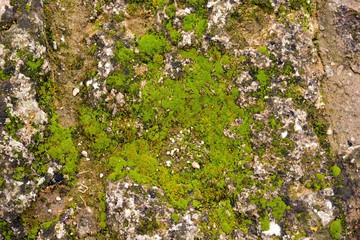 textura vegetal, camuflaje