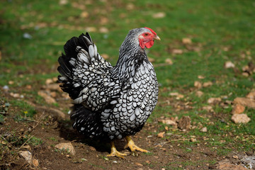 Silver wyandotte