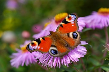 Peacock butterfly (Aglais io) on blossom of Aster, Bavaria, Germany, Europe