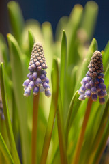close up of a partly blooming grape hyacinth