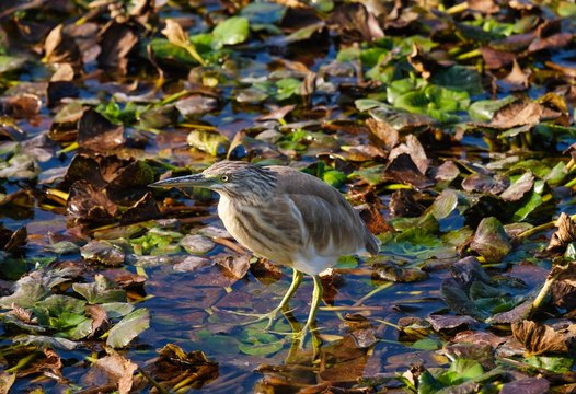 Little bittern (Ixobrychus minutus), Lake Skadar, Lake Skadar National Park, Montenegro, Europe