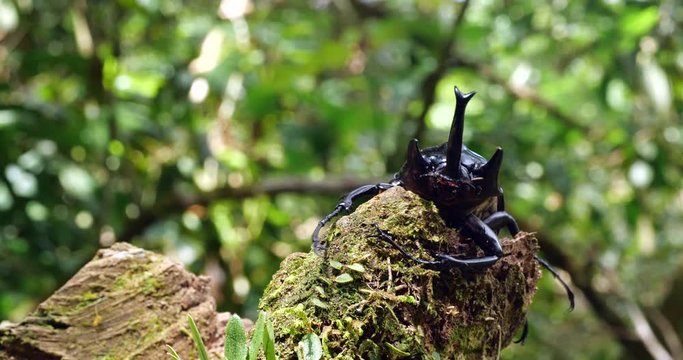 Elephant Beetle (Megastoma acaeton) climbing on a fallen tree trunk in the rainforest understory in the Ecuadorian Amazon. The larva of this species is the worlds heaviest insect.