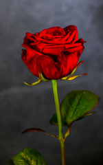 red rose