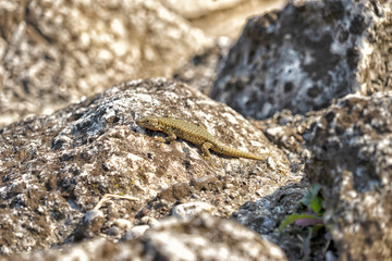  Garden See. Garden Sea. Italien. Italy.