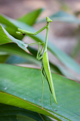 grüne Gottesanbeterin / Mantis im Detail auf einem Blatt in freier Natur
