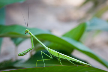 grüne Gottesanbeterin / Mantis im Detail auf einem Blatt in freier Natur