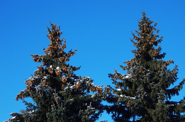 Fir tree with cones and snow on the branches against the blue sky