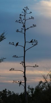 Pigeons on inflorescence of a Agaves (Agave) in the back light, dawn, Tucson, Arizona, USA, North America