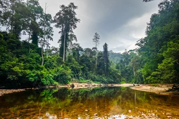 Wandcirkels tuinposter Rivier in Jungle regenwoud Taman Negara nationaal park, Maleisië © daboost