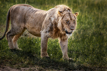 lion in the Masai Mara