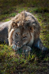 lion in the Masai Mara