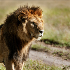 Obraz na płótnie Canvas lion in the Masai Mara
