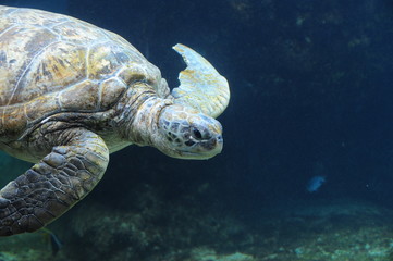 tortue marine
