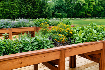 detail view of herbs garden