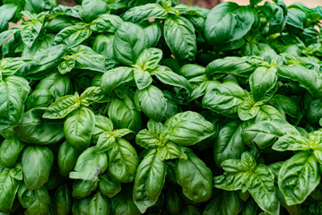 detail view of herbs garden