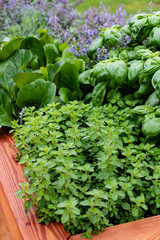 detail view of herbs garden © Maksim Shebeko