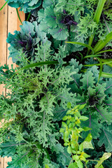 Close up of green curly kale plant in a vegetable garden