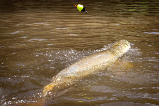 Arapaima Gigas am Haken. Angeln im Amazonas, S&uuml;damerika