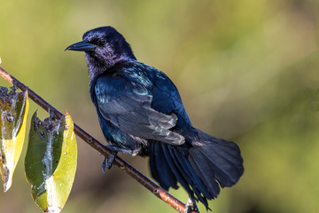 Common Grackle (Quiscalus quiscula) on branch