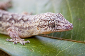 wilder kleiner Gecko sitzt auf einem Blatt in Südamerika