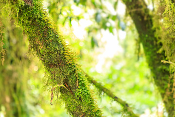Mountain moss on tree in cloud rain forest close-up with sunlight for background or wallpaper