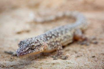 wilder kleiner Gecko sitzt auf Sand in Südamerika